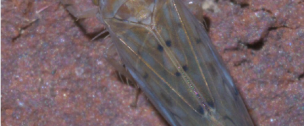 The Bug That Made It Past Customs — Almost
