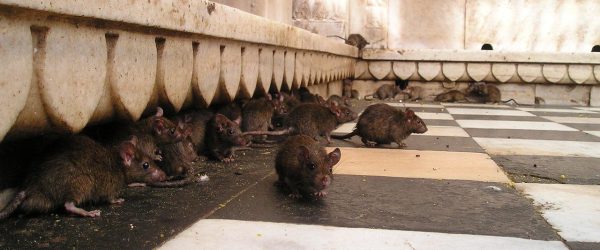 Paris Official Declares Truce With Rats. The Rest of Us Declare Nausea