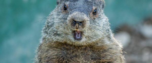 Six More Weeks of Winter: The Groundhog Has Spoken (And We’re Not Okay)
