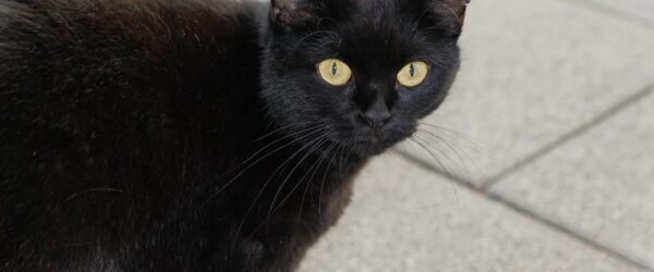 We’re Still Knocking on Wood — And 11 Other Superstitions That Refuse to Die