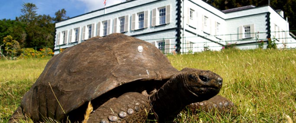 How One Ancient Tortoise Survived Nearly Two Centuries of Chaos — And a Heartless Scam