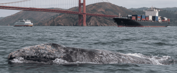 San Francisco Bay’s New Whale Problem: They’re Not Leaving Anymore