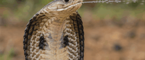 Snakes Are Moving North, East, and Into Farmyards — Because the Planet Won’t Stop Heating Up