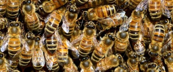 Woman Releases Swarm of Bees on Deputies to Stop Friend’s Eviction