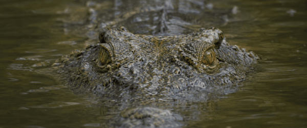 When Your Zoo Loses a Crocodile, a Mob of Kangaroos, and All Credibility