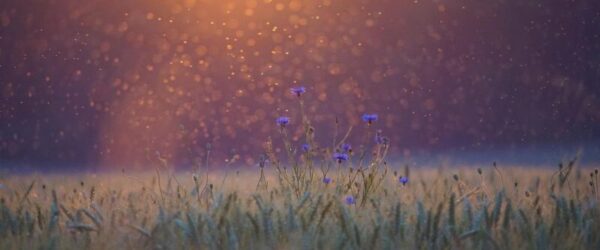 Google Wants to Release 64 Million Mosquitoes — Yes, on Purpose