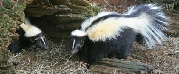 Adorable, Armored, and Occasionally Lethal: Mammals With Unusual Defenses