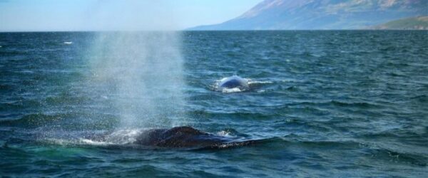 World’s Largest Whale Graveyard Is 7,000 Meters Deep and Full of Strange Life